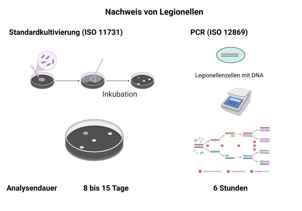 Nachweis von Legionellen: Vergleich von zwei Methoden zur Bestimmung von Legionellen in Duschwasser: die Standardkultivierungsmethode ISO 11731 (links) und die PCR-Nachweismethode (rechts). Die Ergebnisse der neuen PCR-Methode stehen nach sechs Stunden zur Verfügung. Dies ist ein entscheidender Vorteil bei Legionellose-Fallabklärungen.